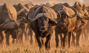 3 Days 2 Nights Tanzania Safari – Ngorongoro Crater (Driving) From Arusha