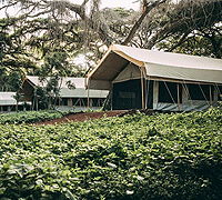 Ngorongoro Tortilis Camp - Ngorongoro Crater