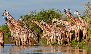 3 Days 2 Nights Tanzania Safari – Nyerere National Park Safari (Driving) From Dar Es Salaam