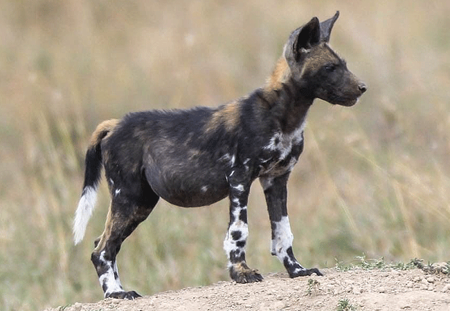 Ol Pejeta Conservancy Full Day Trip from Nanyuki