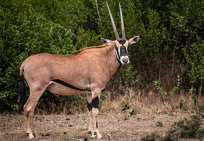 Ol Pejeta Conservancy Full Day Trip from Nanyuki