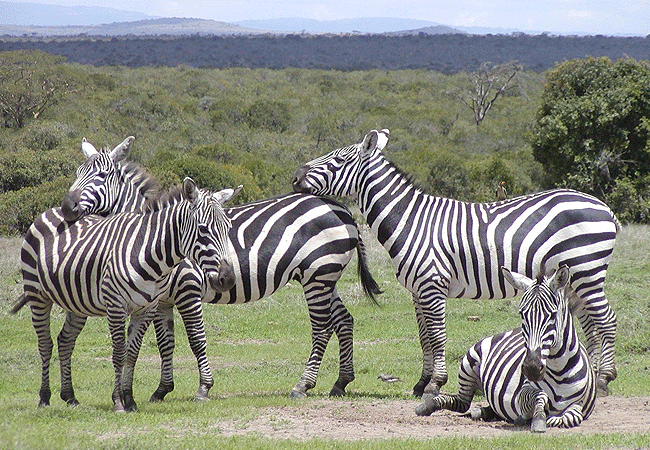 Ol Pejeta Conservancy Full Day Trip from Nanyuki