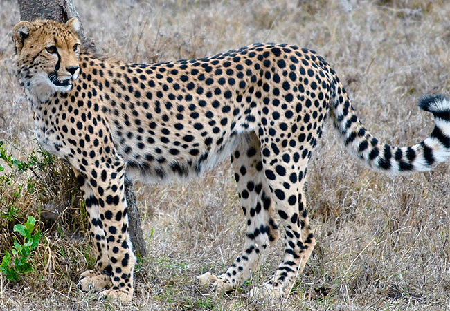 Ol Pejeta Conservancy Full Day Trip from Nanyuki