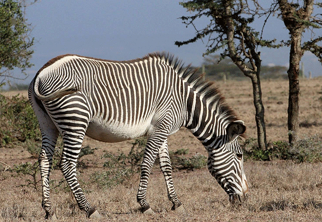 Ol Pejeta Conservancy Full Day Trip from Nanyuki