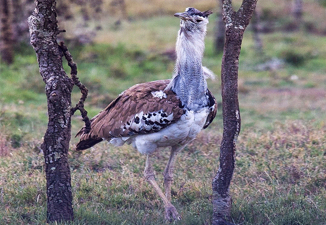 Ol Pejeta Conservancy Full Day Trip from Nanyuki