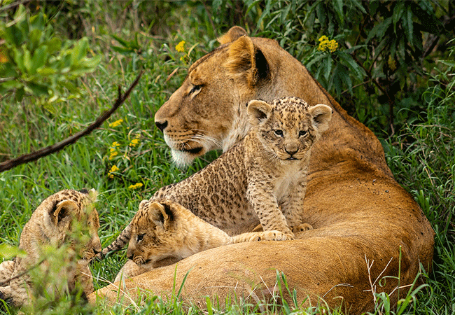 Ol Pejeta Conservancy Full Day Trip from Nanyuki