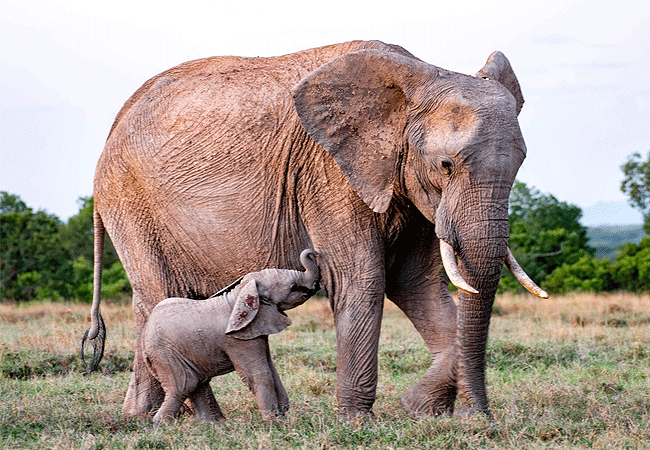 Ol Pejeta Conservancy Full Day Trip from Nanyuki