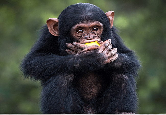 Ol Pejeta Conservancy Full Day Trip from Nanyuki