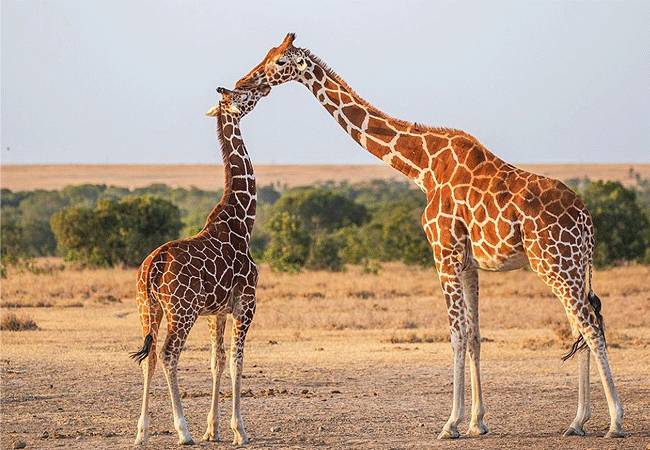 Ol Pejeta Conservancy Full Day Trip from Nanyuki