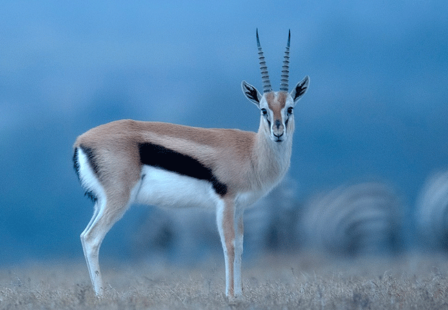 Ol Pejeta Conservancy Full Day Trip from Nanyuki