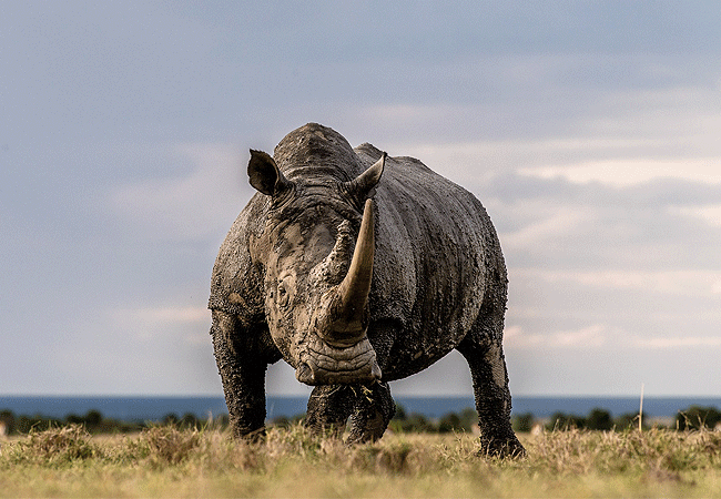 Ol Pejeta Conservancy Full Day Trip from Nanyuki