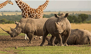 9 Days 8 Nights Kenya Road Safari – Sweetwaters/ Olpejeta, Samburu, Lake Nakuru & Masai Mara (Driving) From Nairobi