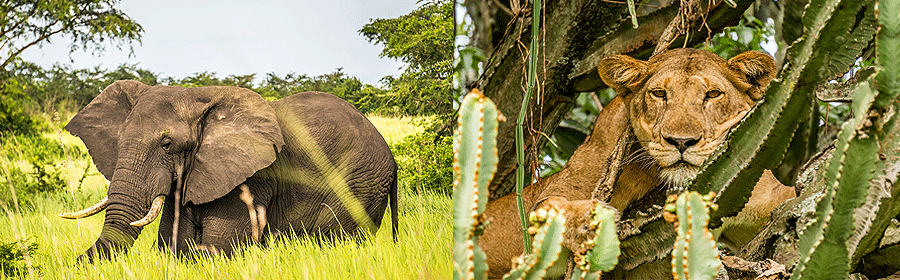 Queen Elizabeth National Park
