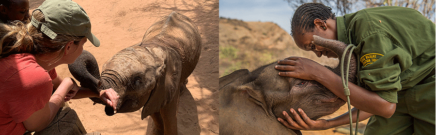 Reteti Elephant Sanctuary 1 Day Flying Excursion