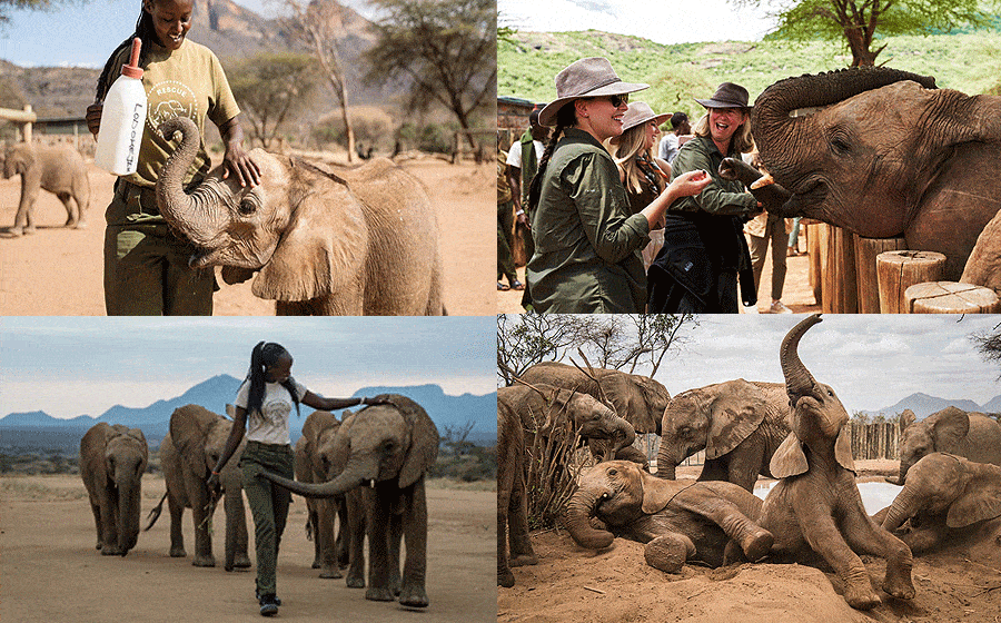 Reteti Elephant Sanctuary 1 Day Flying Excursion