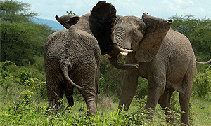 2 Days 1 Night Ruaha National Park Tanzania Luxury Flying Safari