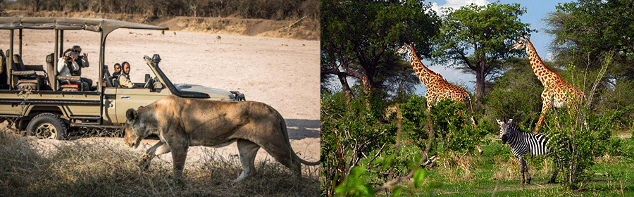 Ruaha National Park 1 Day Safari