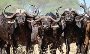 3 Days 2 Nights Tanzania Safari – Ruaha National Park (Driving) From Iringa