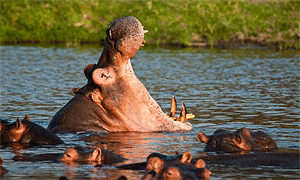 7 Days 6 Nights Tanzania Fly-in Safari Selous Game Reserve & Ruaha National Park