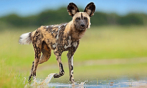 8 Days 7 Nights Tanzania Luxury Fly-in Safari Nyerere National Park & Ruaha National Park - From Dar-es-salaam Tanzania