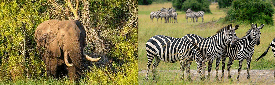 Rwanda Tours & Safari Packages