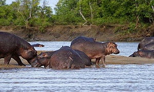 2 Days 1 Night Saadani National Park Tanzania Luxury Flying Safari