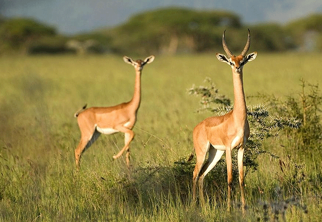 Samburu National Reserve