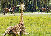 Sanctuary Farm Horseback Riding Lake Naivasha Day Tour – Kenya