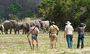 10 Days 9 Nights Tanzania Fly-in Safari - Serengeti National Park, Ruaha National Park & Selous Game Reserve