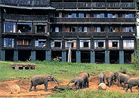 Serena Mountain Lodge – Mt. Kenya National Park