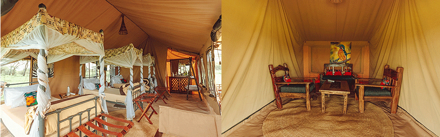 Gnu Ndutu Migration Camp Serengeti Tanzania