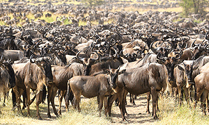 2 Days 1 Night Serengeti National Park Tanzania Luxury Flying Safari