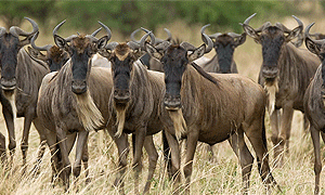 6 Days 5 Nights Tanzania Safari – Tarangire, Serengeti, Ngorongoro Crater & Lake Eyasi Hunting with Bushmen (Driving) From Arusha