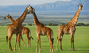 3 Days 2 Nights Tanzania Safari – Serengeti National Park (Driving) from Arusha