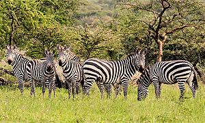 3 Days 2 Nights Tanzania Safari Serengeti National Park & Ngorongoro Crater (Driving) From Arusha