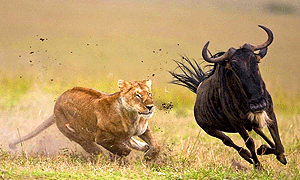 5 Days 4 Nights Tanzania Safari Holidays & Tour Packages