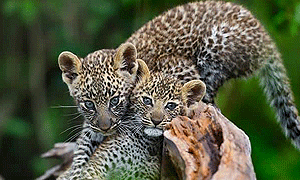 6 Days 5 Nights Tanzania Road & Air Safari – Serengeti National Park & Zanzibar Beach Holiday From Arusha