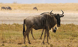 3 Days 2 Nights Tanzania Safari – Sinya Wildlife Conservancy West of Mount Kilimanjaro (Driving) From Arusha