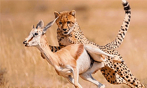 5 Days 4 Nights Tanzania Fly-in Safaris