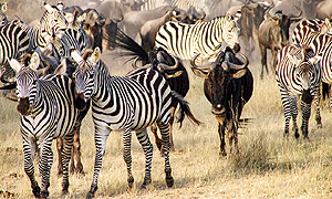 9 Days 8 Nights Tanzania Fly-in Safaris