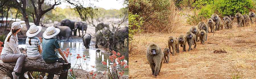 Tanzania Flying Safaris