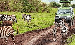10 Days 9 Night Tanzania Wildlife Safari Holidays & Tours
