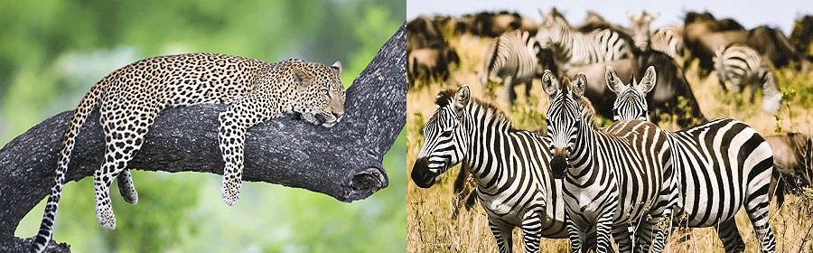 Tanzania safaris & Holidays