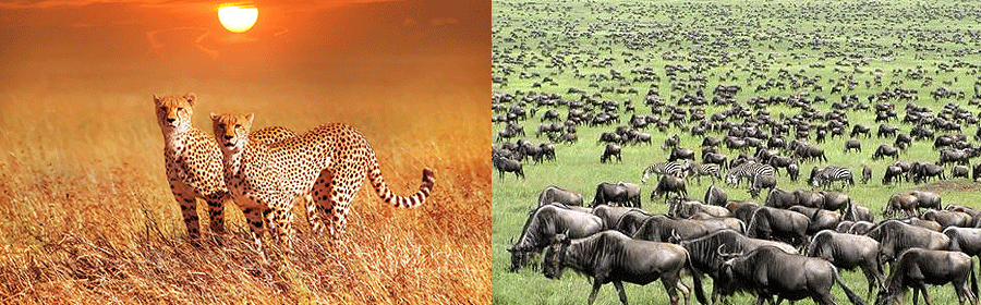 Safaris In Tanzania