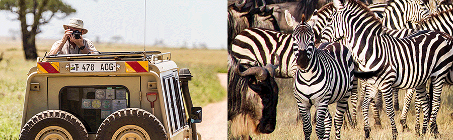 Tanzania safaris