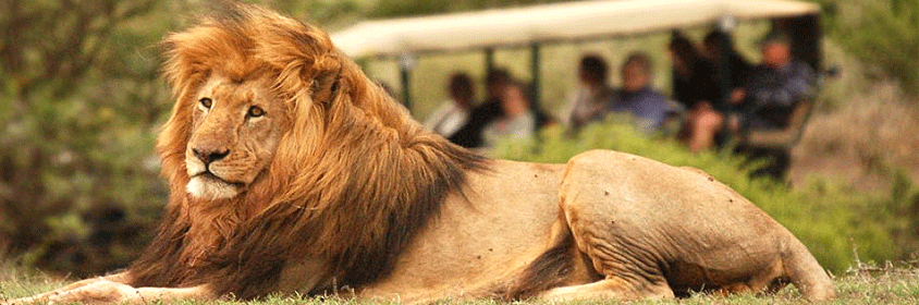 Tanzania Safari Tours