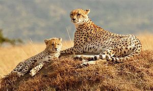 2 Days 1 Night Tanzania Safari Holidays, Tours & Trips