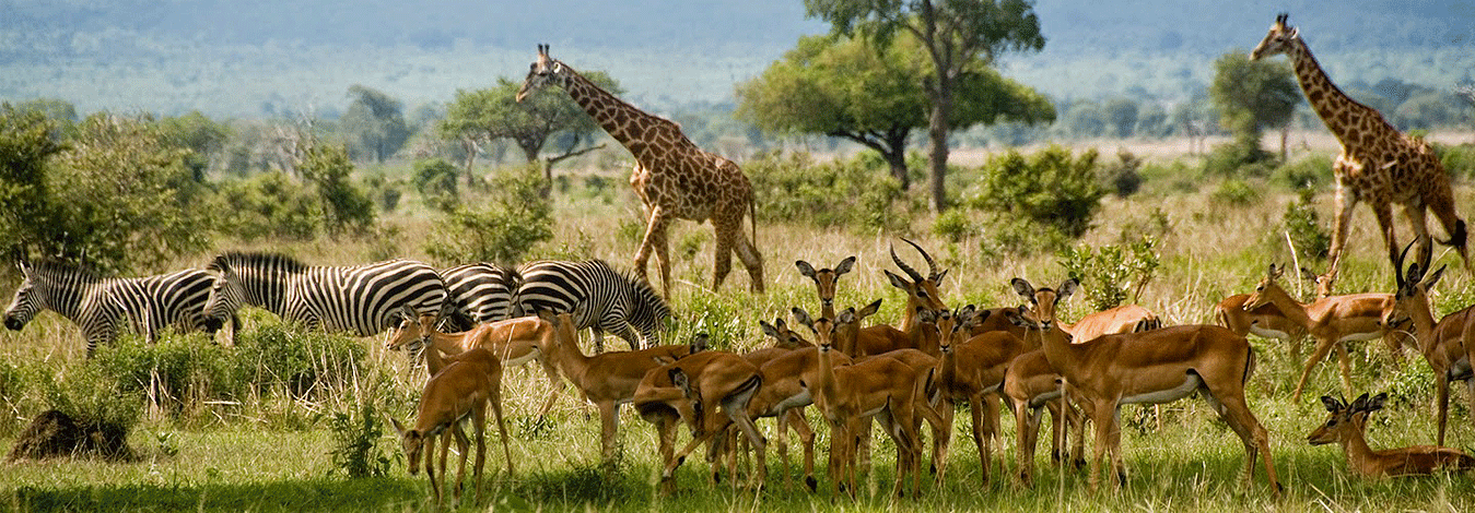 Tanzania safaris Holidays