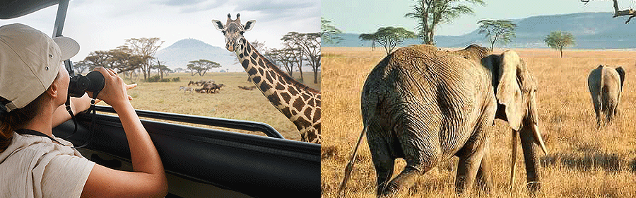 Tanzania Safaris