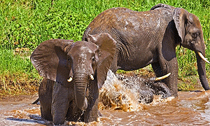 3 Days 2 Nights Tanzania Safari – Tarangire National Park, Lake Manyara National Park & Ngorongoro Crater (Driving) From Arusha